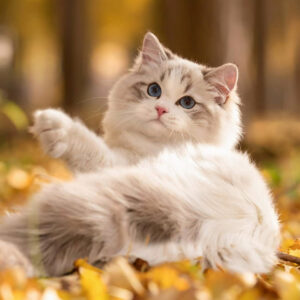 Gatos
